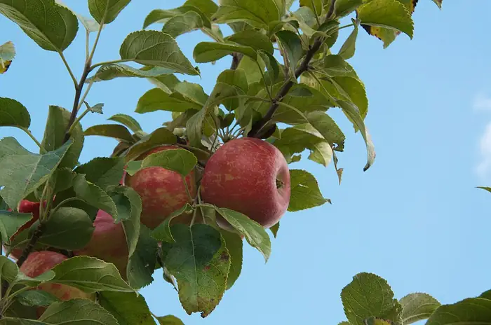 Red apples ready to pick on the branch