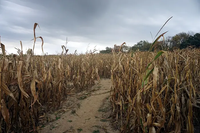 A path through a tall corn maze