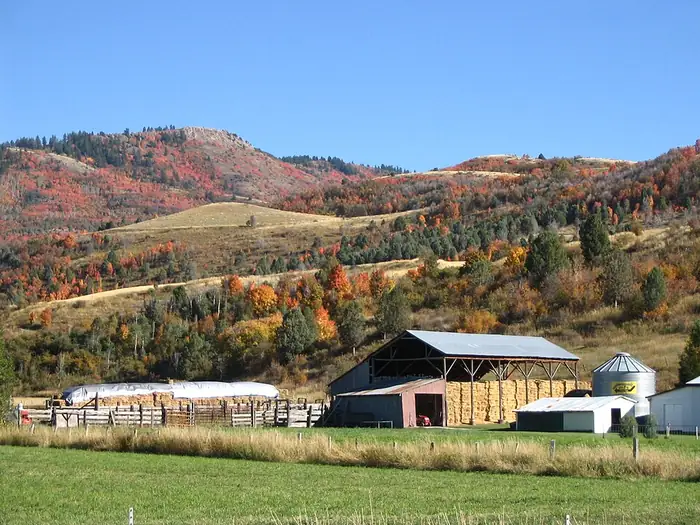 Hay bales stacked in a barn with autumn hills behind
