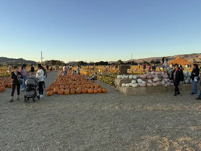 Rows of pumpkins and gourds at a farm stand