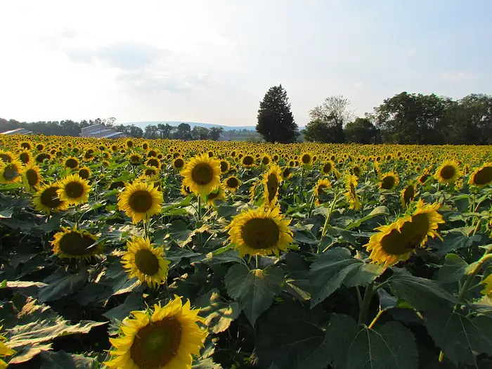 Sunflowers in full bloom